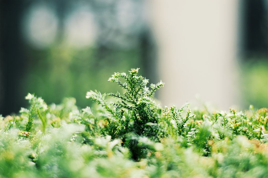 Photo herbs for nervous system