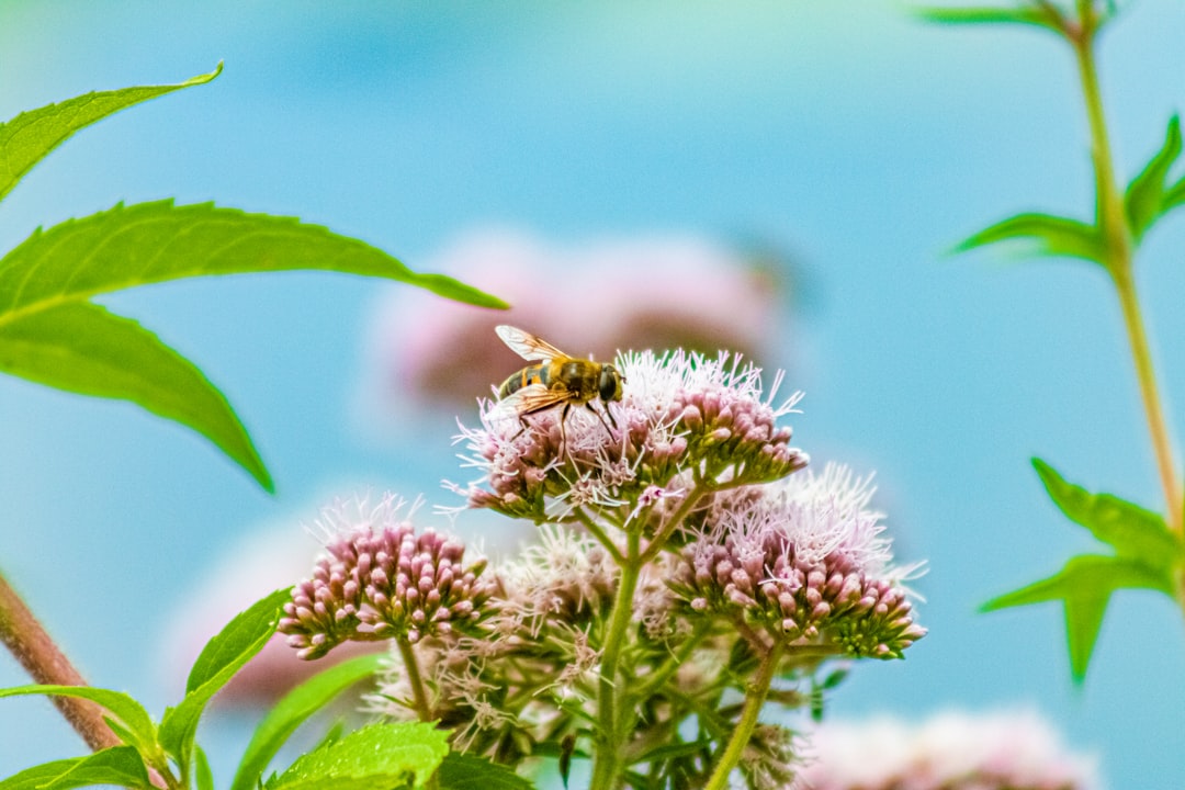 Photo Natural methods for fighting allergies