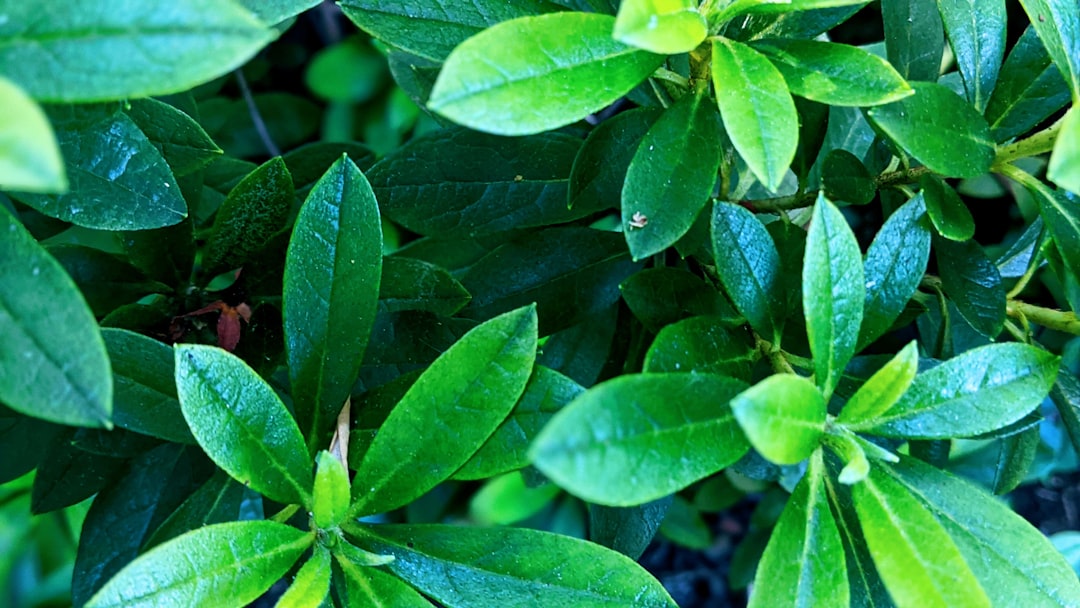 Photo liver detox herbs