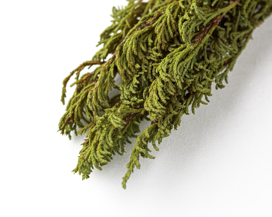 Photo Aromatherapy forest