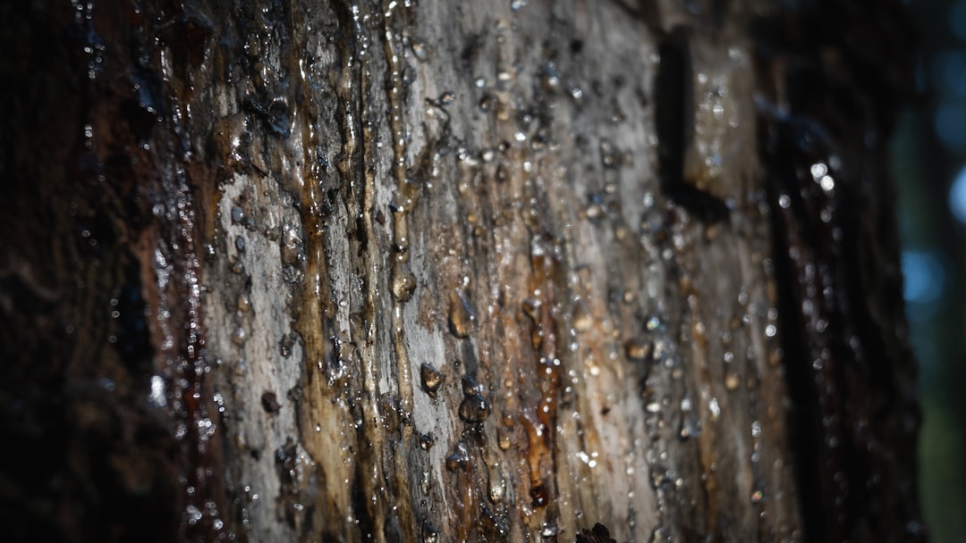Photo pine resin applications